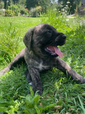 Les chiots de Mastiff
