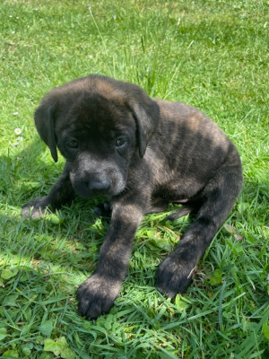 Les chiots de Mastiff