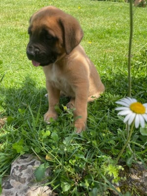 Les chiots de Mastiff