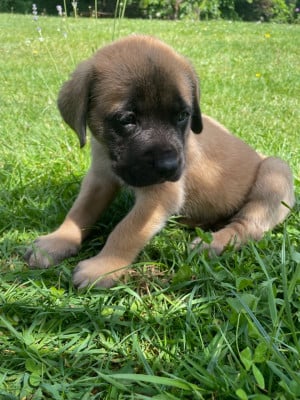 Les chiots de Mastiff