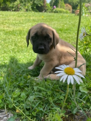 Les chiots de Mastiff
