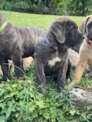 Les chiots de Mastiff