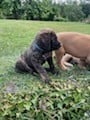 Les chiots de Mastiff