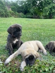 Les chiots de Mastiff