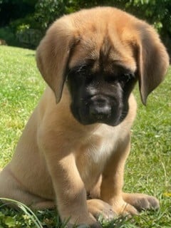Les chiots de Mastiff
