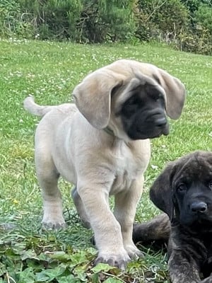 Les chiots de Mastiff