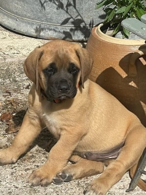 Les chiots de Mastiff