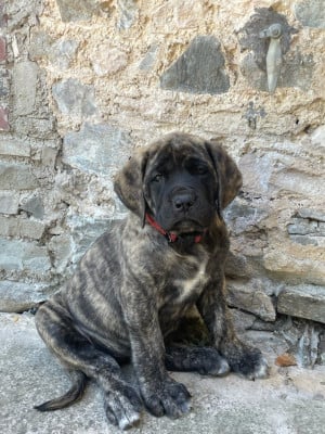 Les chiots de Mastiff