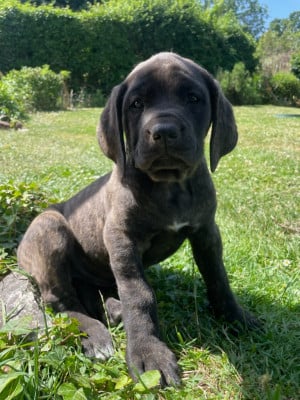 Les chiots de Mastiff