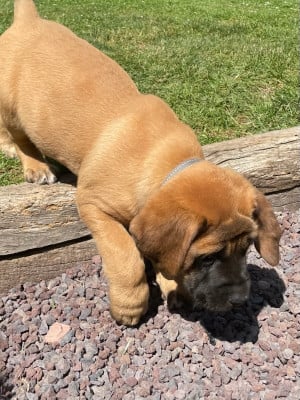 Les chiots de Mastiff