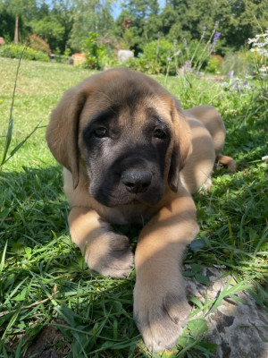 Les chiots de Mastiff