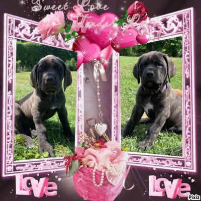 Les chiots de Mastiff