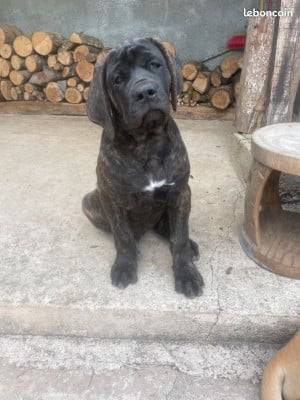 Les chiots de Mastiff