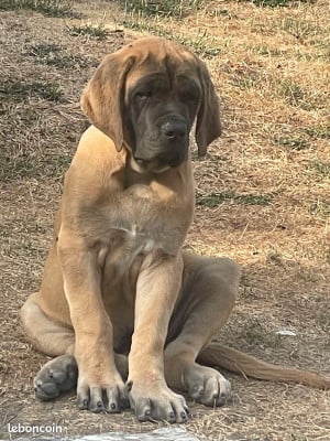 Les chiots de Mastiff