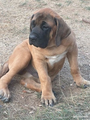 Les chiots de Mastiff