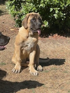 Les chiots de Mastiff