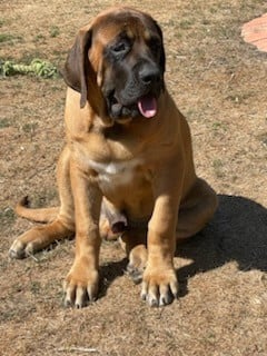 Les chiots de Mastiff