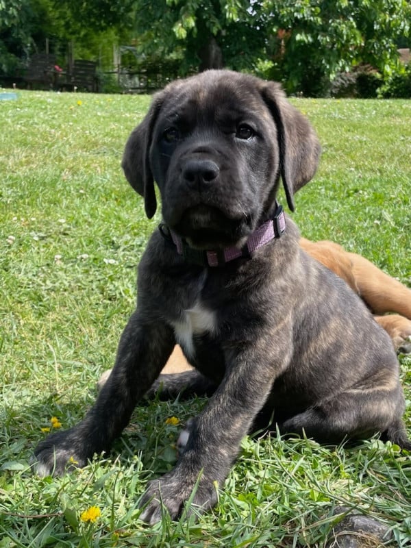 Mastiff - des Mastiffs d'Enfer