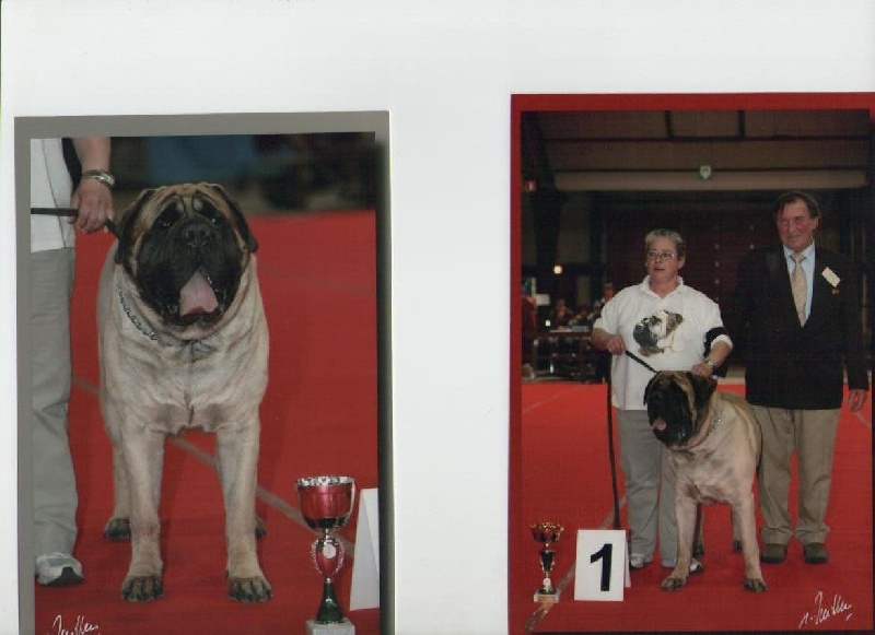 CH. Bachkir de volzac - CAC CACIB BOB MEILLEUR DE RACE SELECTIONNE