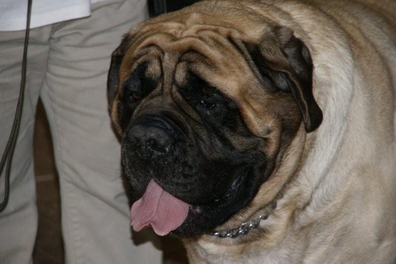 CH. Bachkir de volzac - CH LUXEMBOURG