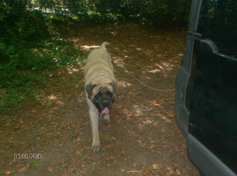 CH. Bachkir de volzac - 4EME EXCELLENT SELECTIONNE