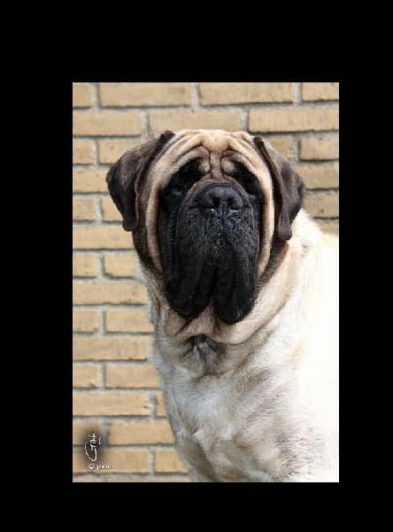 CH. Bachkir de volzac - EXCELLENT RUBAN LILAS