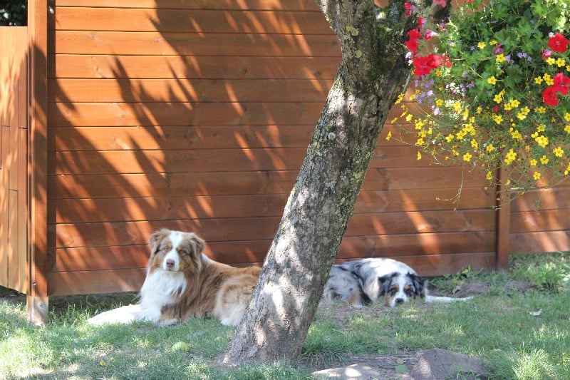 Publication : Des plaines du Montois Auteur : Angélica RAGEADE