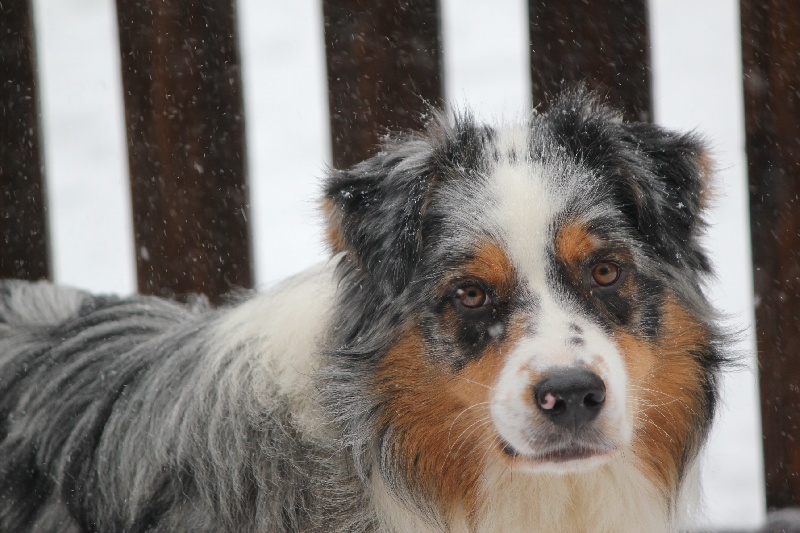 Publication : Des plaines du Montois Auteur : Angélica RAGEADE