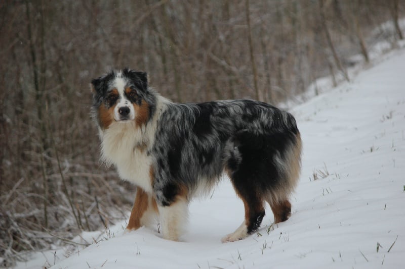Publication : Des plaines du Montois Auteur : Angélica RAGEADE