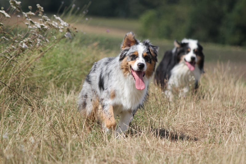 Publication : Des plaines du Montois Auteur : Angélica RAGEADE
