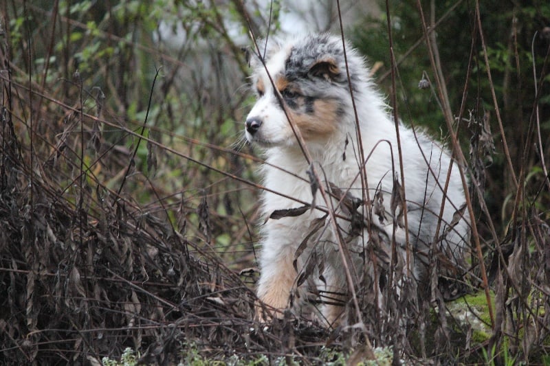 Publication : Des plaines du Montois Auteur : Angélica RAGEADE