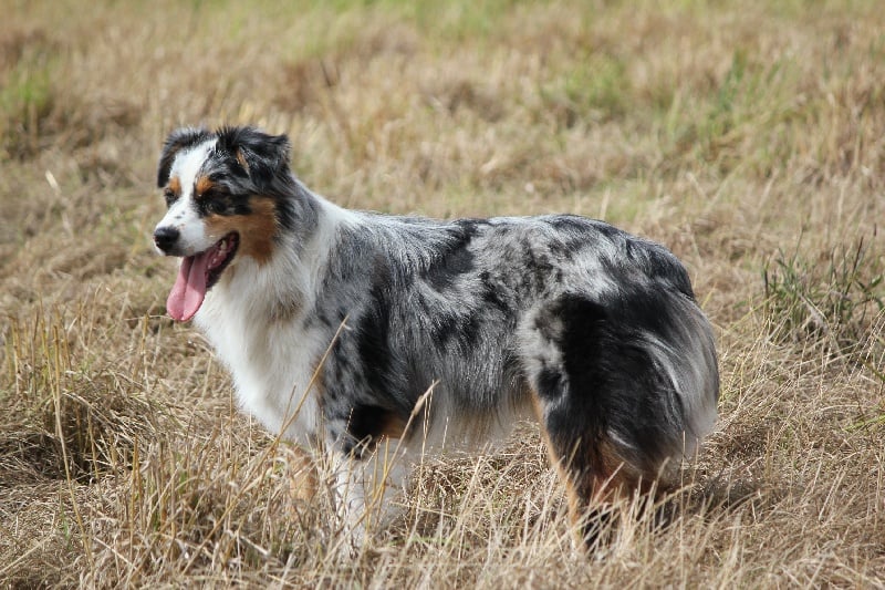 Publication : Des plaines du Montois Auteur : Angélica RAGEADE