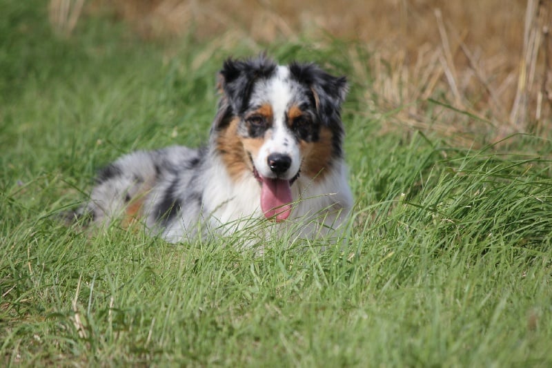 Publication : Des plaines du Montois Auteur : Angélica RAGEADE