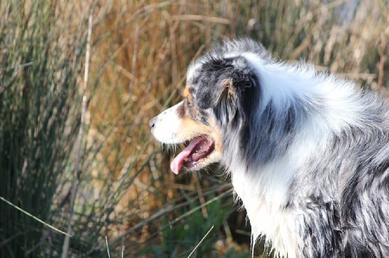 Publication : Des plaines du Montois Auteur : Angélica RAGEADE