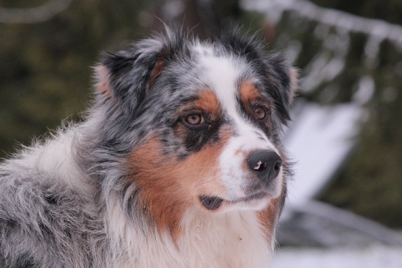 Publication : Des plaines du Montois Auteur : Angélica RAGEADE