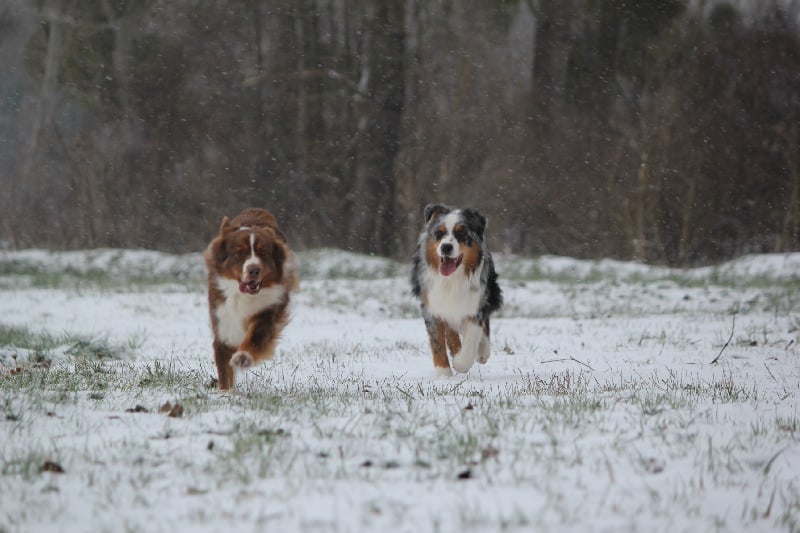 Publication : Des plaines du Montois Auteur : Angélica RAGEADE
