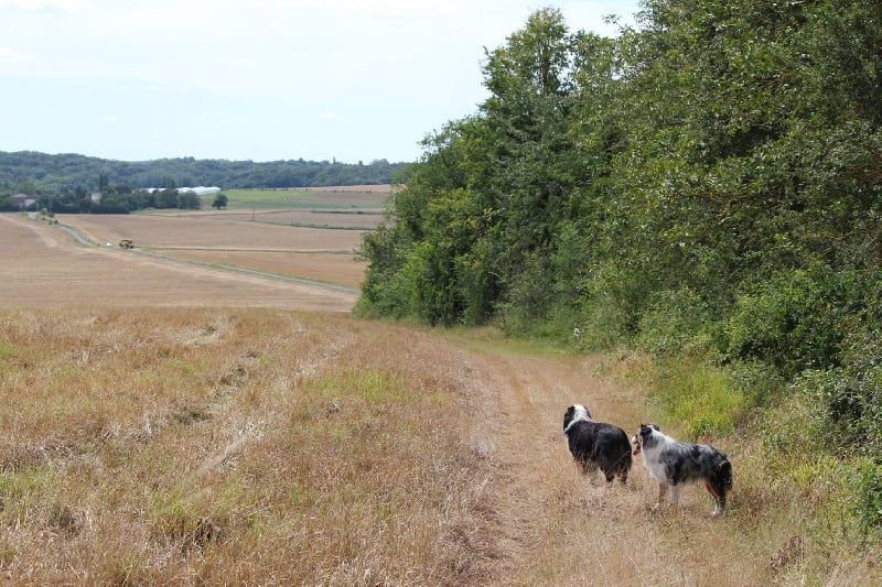 Publication : Des plaines du Montois Auteur : Angélica RAGEADE