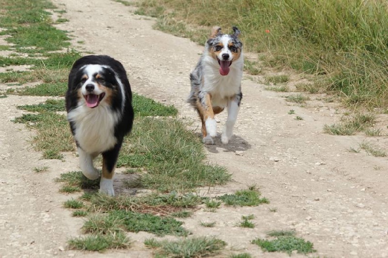 Publication : Des plaines du Montois Auteur : Angélica RAGEADE