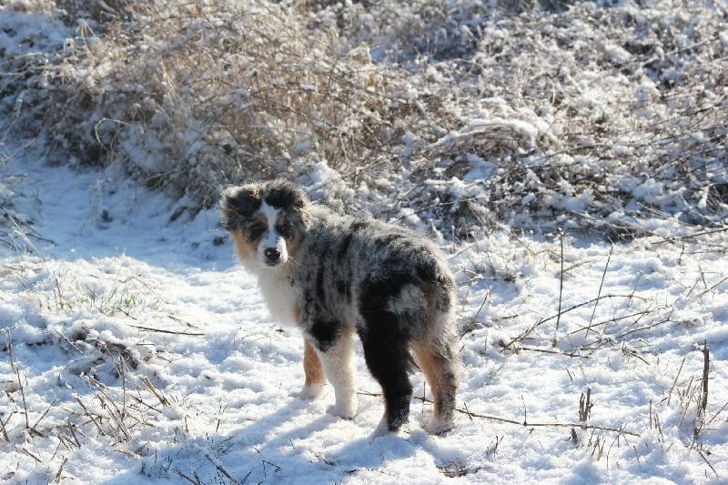 Publication : Des plaines du Montois Auteur : Angélica RAGEADE