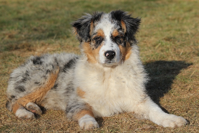 Publication : Des plaines du Montois Auteur : Angélica RAGEADE