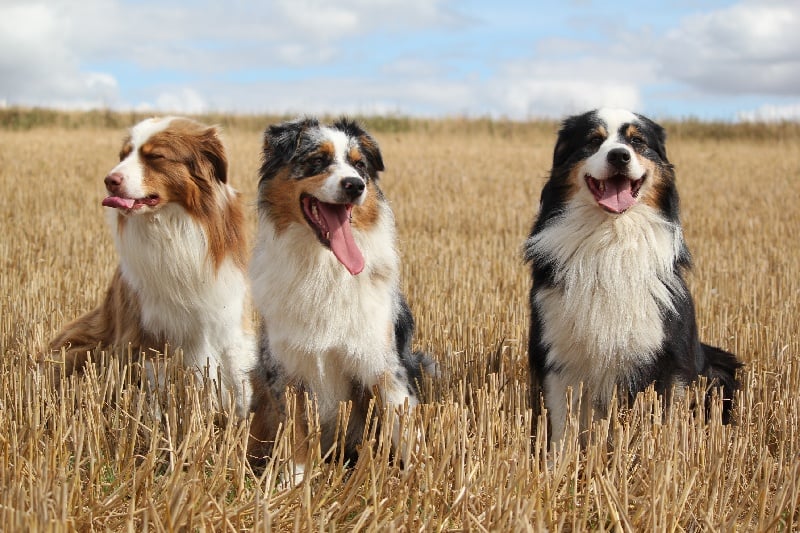 Publication : Des plaines du Montois Auteur : Angélica RAGEADE