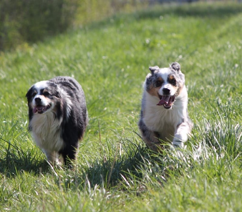 Publication : Des plaines du Montois Auteur : Angélica RAGEADE