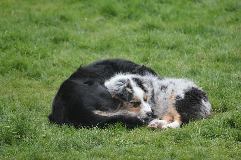 Publication : Des plaines du Montois Auteur : Angélica RAGEADE