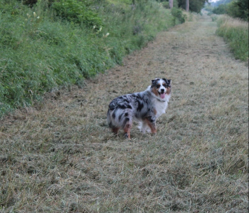 Publication : Des plaines du Montois Auteur : Angélica RAGEADE