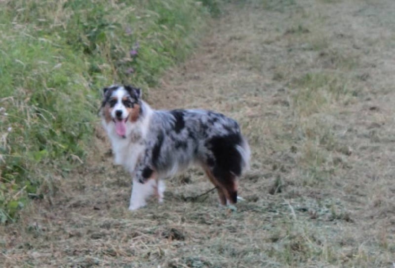 Publication : Des plaines du Montois Auteur : Angélica RAGEADE