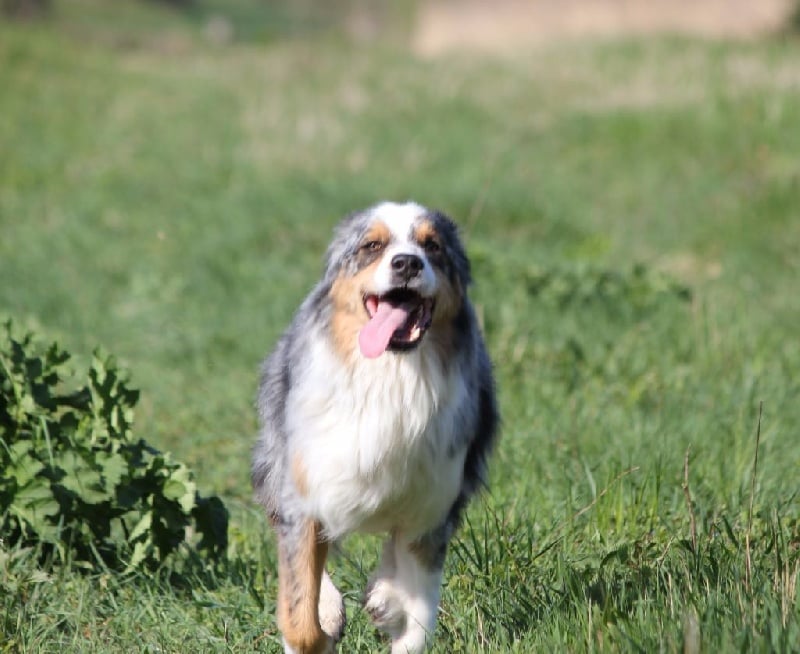 Publication : Des plaines du Montois Auteur : Angélica RAGEADE