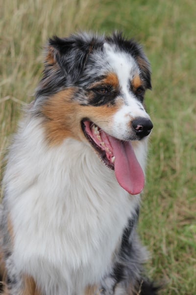 Publication : Des plaines du Montois Auteur : Angélica RAGEADE