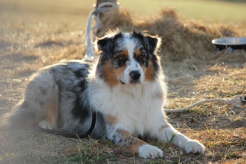 Publication : Des plaines du Montois Auteur : Angélica RAGEADE