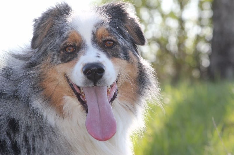 Publication : Des plaines du Montois Auteur : Angélica RAGEADE