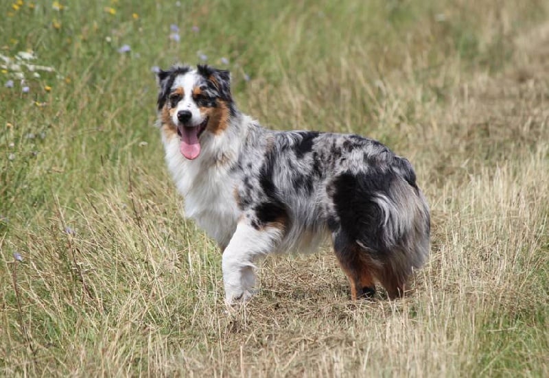 Publication : Des plaines du Montois Auteur : Angélica RAGEADE